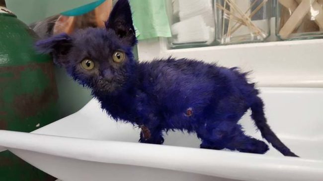 The shelter didn't euthanize Smurf, but instead contacted the <a href="http://www.ninelivesfoundation.org/" target="_blank">Nine Lives Foundation</a>.