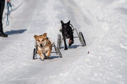 Now that winter's finally rolled around, the caring folks at Home for Life let their furry friends have a snow day of epic proportions.