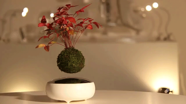 By using unique planting media and magnets, these adorable little trees float in front of your very eyes.