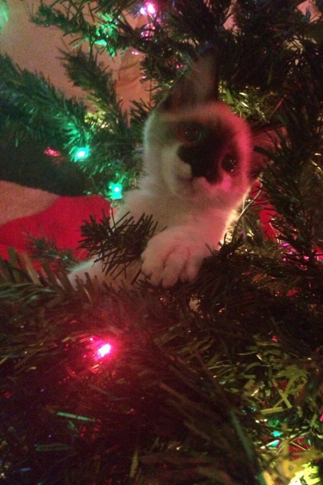 "Me? Destroy the tree? I would never!"
