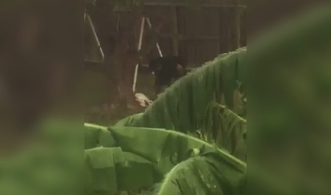 <a href="https://www.facebook.com/corpuschristianimalcareservices/videos/996778053694890/" target="_blank">This is the video</a> that the neighbor recorded. (WARNING: it contains graphic content that may be upsetting to some viewers.)