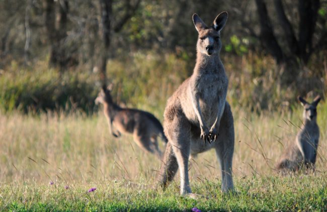 Female kangaroos have 3 vaginas.