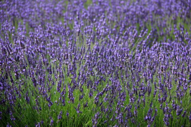 Put a couple of drops of lavender oil on your pillowcase at night.