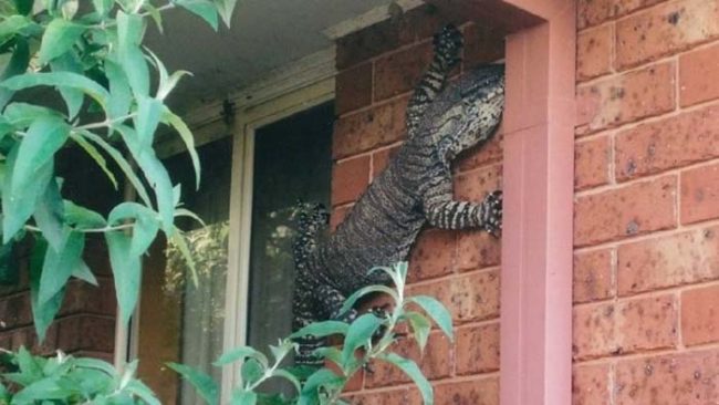 Make sure that you frequently check your property for giant lizards that are starting to call your place home.