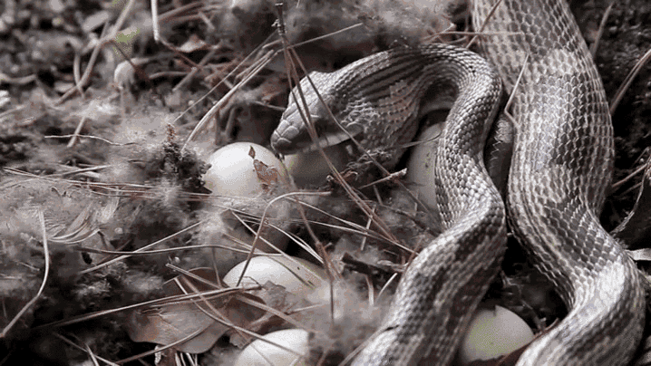 Snake vs. bird eggs? Snake wins every time.