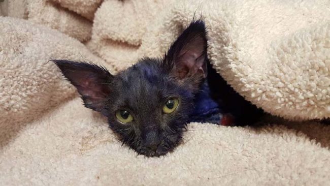 The kitten's injuries were consistent with a violent practice: using kittens as bait for dogs trained to fight.
