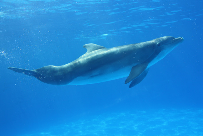 A dolphin named Amaya was told to direct her beams at a submerged diver. The echoes were captured by a hydrophone.