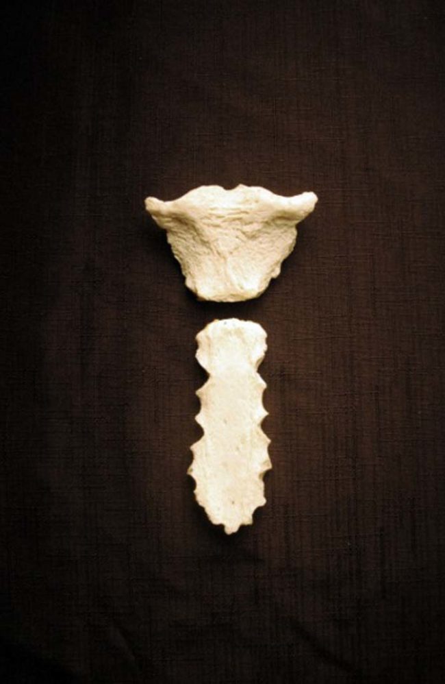 Nothing says Happy Valentine's Day like a human sternum bone for $100.