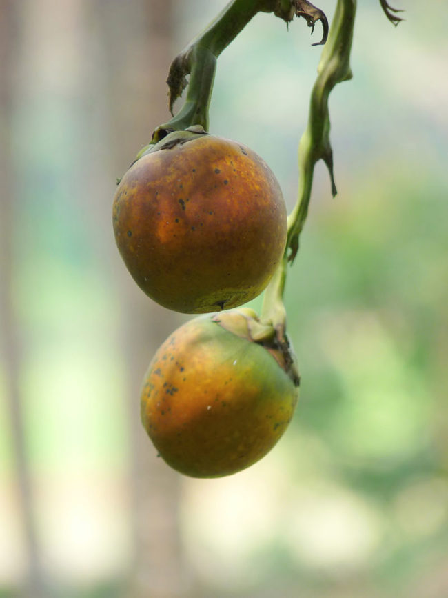 When chewed, the nut turns the consumer's saliva blood-red. It also acts like a mild drug.