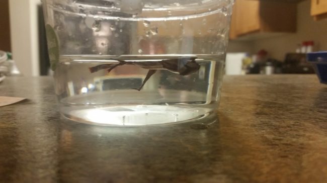 While at her local pet store looking for dog food, Katie L. noticed one of the betta fish floating sadly at the top of its cup and took it to the store's counter.