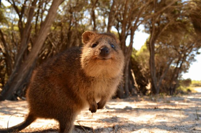Quokkas are gifts to the universe.