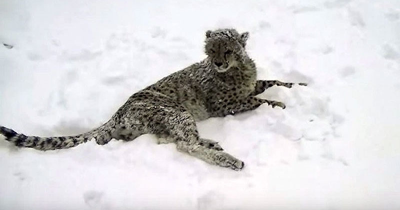 Cheetah And Dog Best Buddies Experience Their First Snow Day Together ...