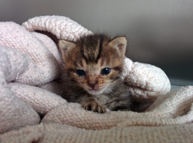 A rescue organization helped the couple looking after the kitten, giving them milk and some medicine. Soon, Penny opened her eyes.