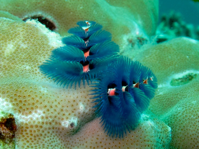 Their crowns are made up of radioles, which are hairlike appendages that stem from the spine. Aren't they beautiful?