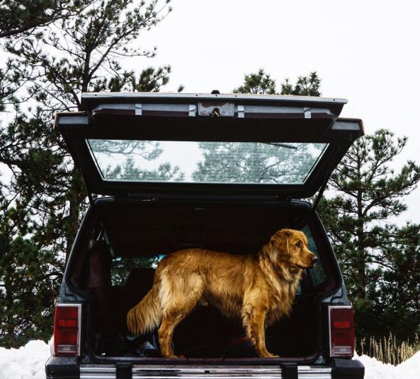 So what's next, Aspen? No matter where this trio ends up, he'll always be ready to explore.