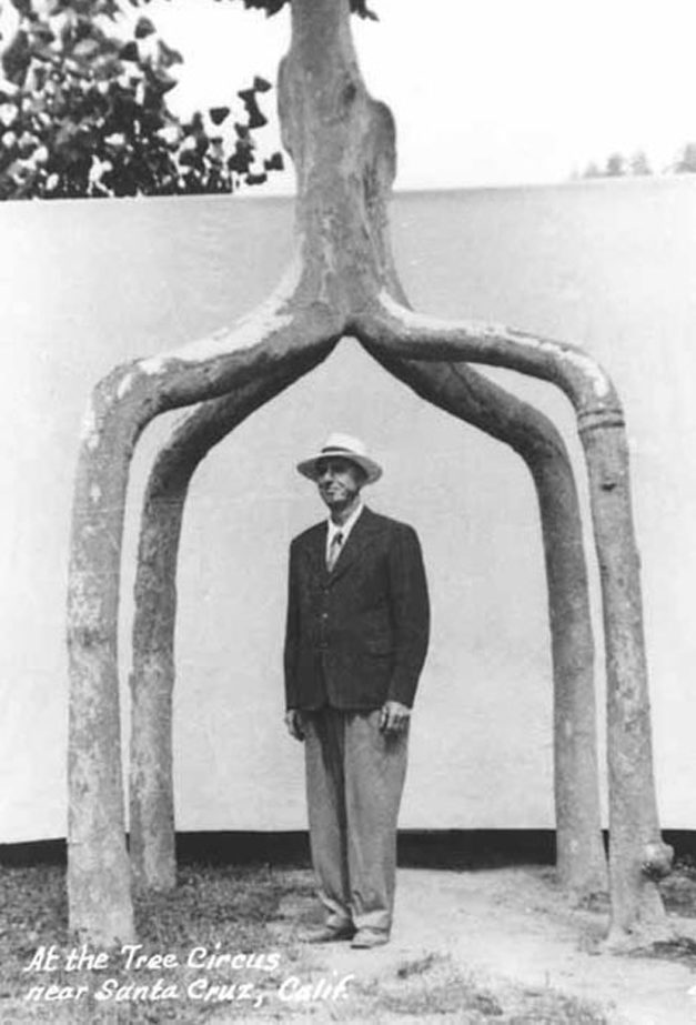 Circus trees were created and developed by Axel Erlandson (pictured). He carefully nurtured these trees to grow into incredible shapes.