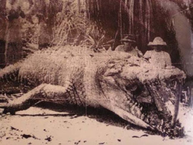 This 28-foot-long crocodile was shot and killed in Australia back in 1957.