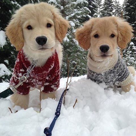 "Good thing we have these sweaters!"