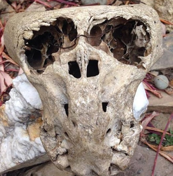 Two years ago, scientist  Vladimir Melikov found two of these demonic-looking skulls with a distinctively odd shape.