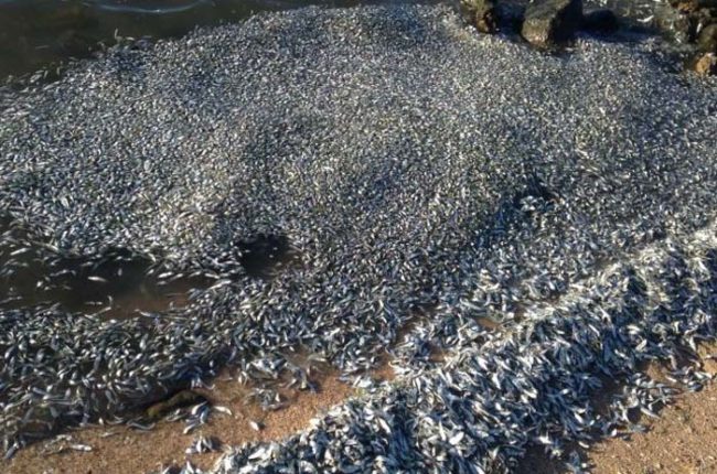 This was the scene last week when officials came upon the mass fish death.