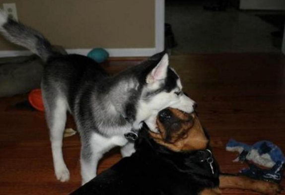 Look at her just not attacking that husky at all. Typical.