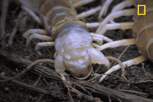 Witness this majestic centipede shedding its skin. They also eat their old skin when they're finished.
