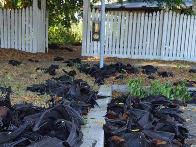 This photo was taken during a heat wave that killed off a ton of bats. Poor guys.
