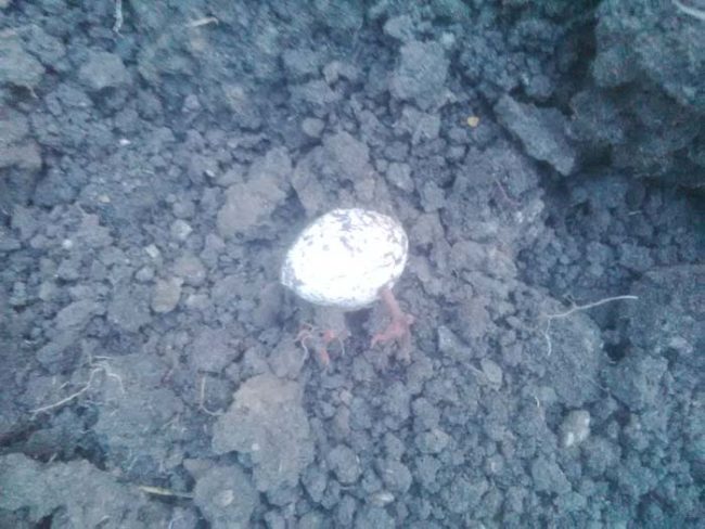 manhands30 was cleaning up his yard in preparation for winter, when he found what looked an awful lot like a bird's egg on the ground. Except that there appeared to be two feet sticking out from the bottom of the egg.