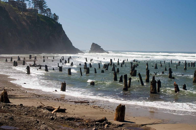 The stumps of this ghost forest found under Neskowin Beach are estimated to be nearly 2,000 years old.