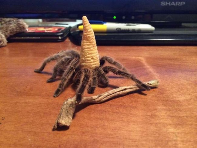 Spider bros love dressing up for a game of Dungeons and Dragons.