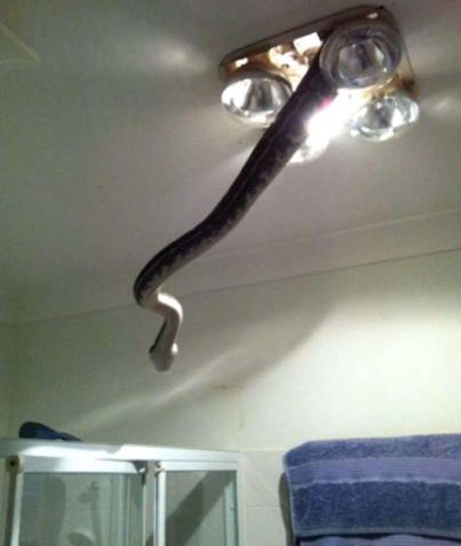 Always double check your light fixtures for snakes before turning them on.