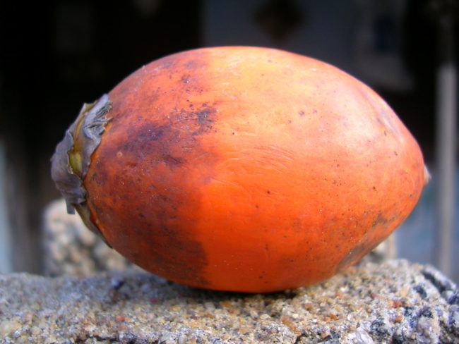 Thankfully, the woman was actually eating an areca nut, or betel nut, the large seed of an areca tree.