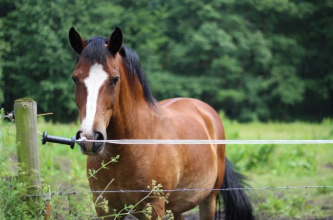 Why do horses hate the wind?