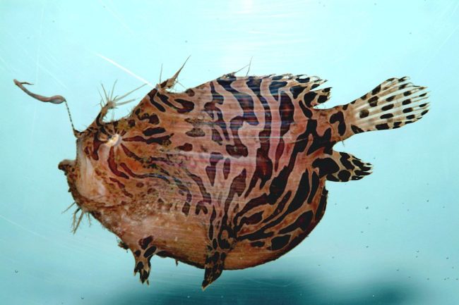 The Museum of New Zealand speculates that it is a frogfish, which is a type of anglerfish.