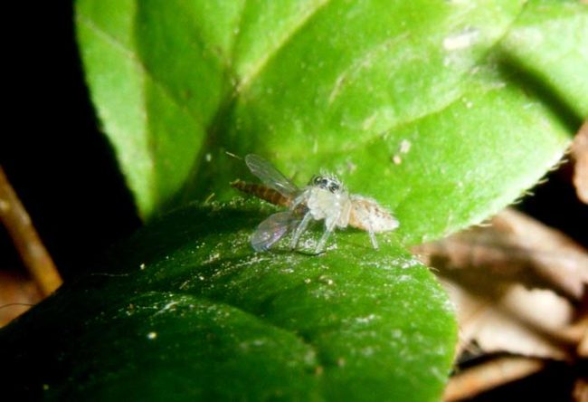 This spider bro helps keep the mosquitos away from you by eating them. Yum.