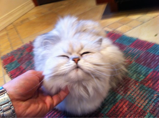 "Yas all of the chin scratches!"