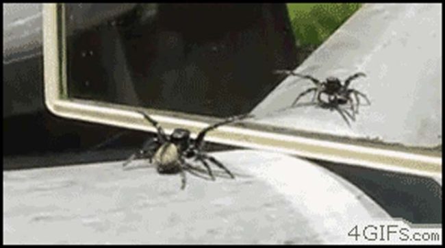This bro is just checking himself out in the mirror.