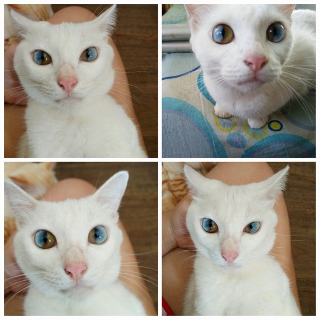 This cat has sectoral heterochromia in both eyes.
