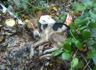 Tired, injured, and covered in mud and garbage, the Cork woman found Fionn.