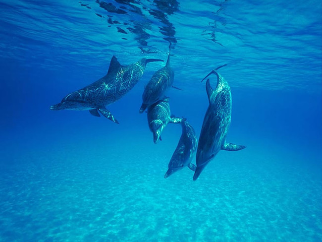 Dolphins rely on echolocation, which is a sense that locates objects by bouncing sounds off of them.