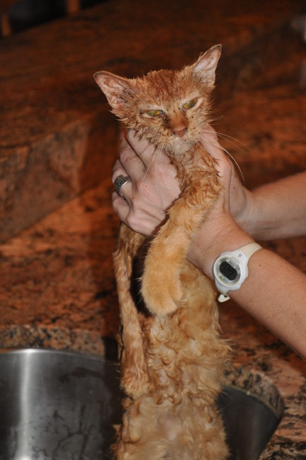 The first order of business was a flea bath. She was also treated for various skin and bladder infections.