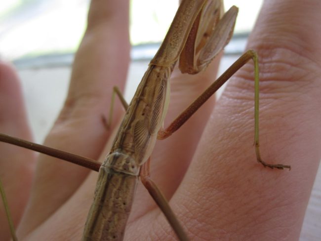 But when the next molt came around, she was good as new, and even grew wing buds!