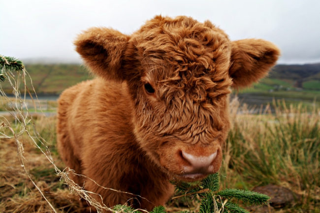 Okay, that's definitely not a cat, but this fluffy cow was too cute NOT to include!