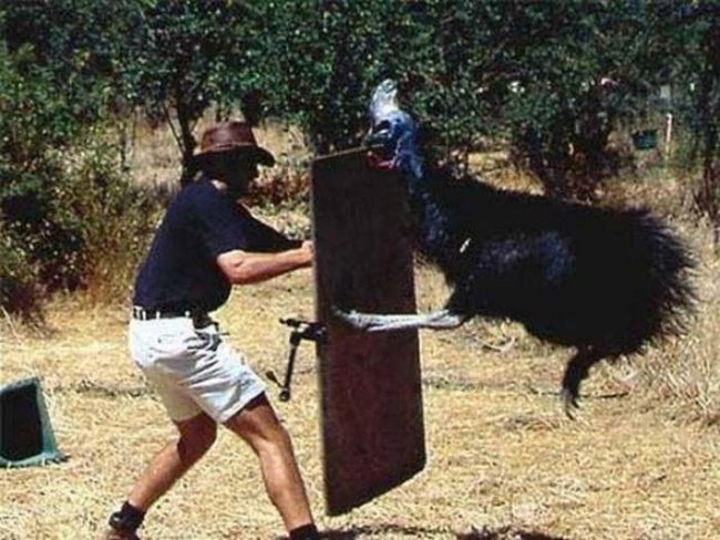 The cassowary is an aggressive and vicious bird. Don't let it get too close. You could end up dying.