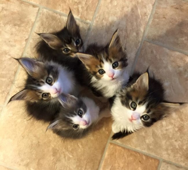 They're going to grow up to be majestic Maine coons!