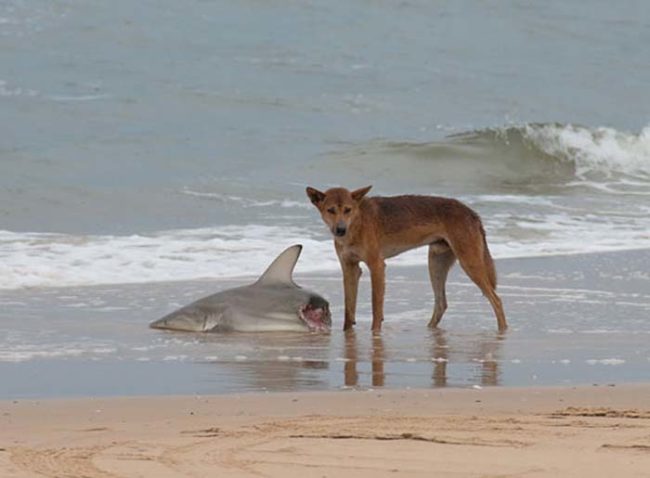 Not only do wild dingos sometimes eat babies, but they also eat sharks.