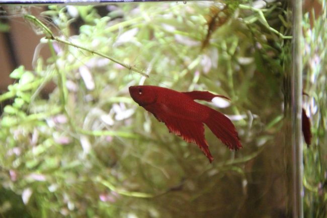 By Day 15, SadFish was nearly unrecognizable as the pathetic creature Katie first glanced at in the pet store. His new fiery red complexion called for a new name.