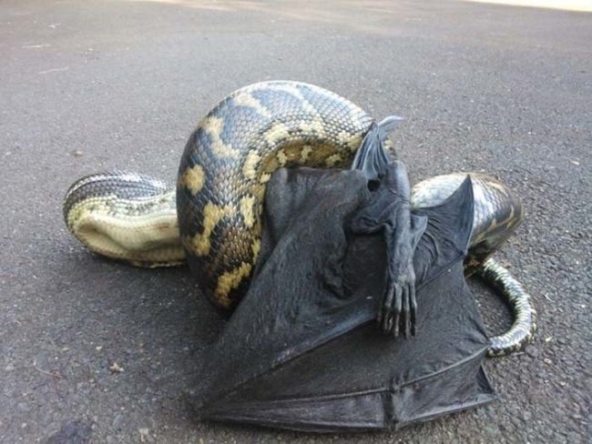 Giant bat meets giant snake in the ultimate terror smackdown.