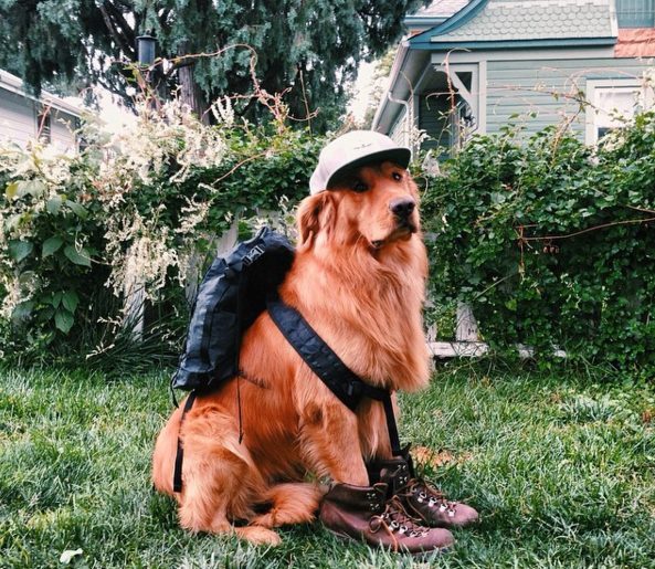 Someone get this guy a merit badge! He's always prepared for the trail ahead.