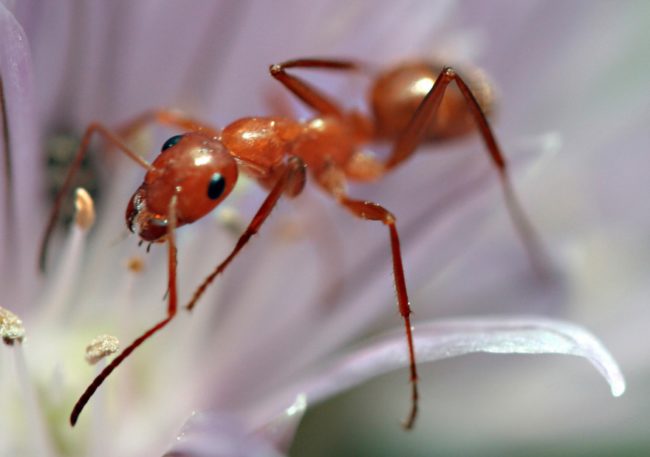 Ants outnumber humans 1.5 million to 1.